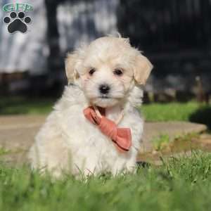 Elliot, Maltipoo Puppy